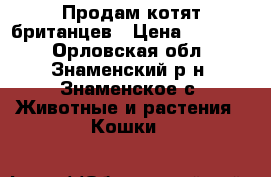Продам котят британцев › Цена ­ 15 000 - Орловская обл., Знаменский р-н, Знаменское с. Животные и растения » Кошки   